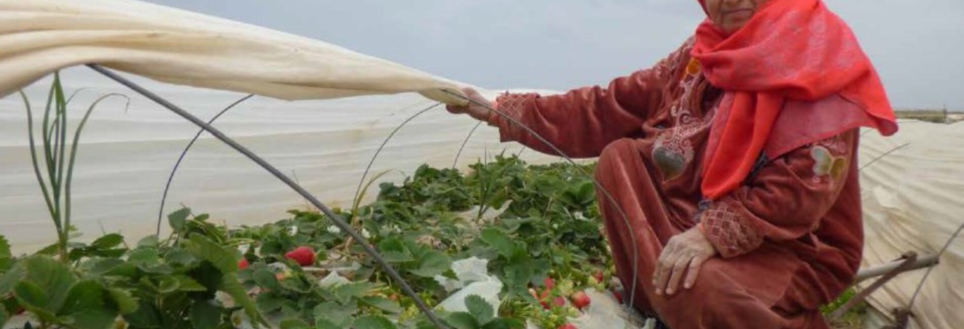 Strawberry crops, northern Gaza, February 2016. Photo by WHO