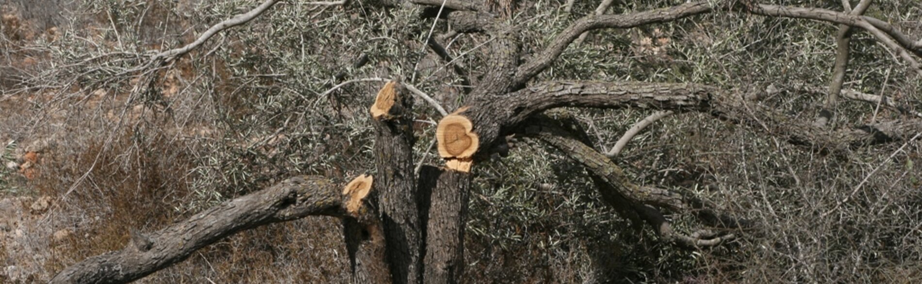 עצים שנעקרו בהקשר של בניית גדר ההפרדה באזור בית לחם. צילום: משרד האו״ם לתיאום עניינים הומניטריים