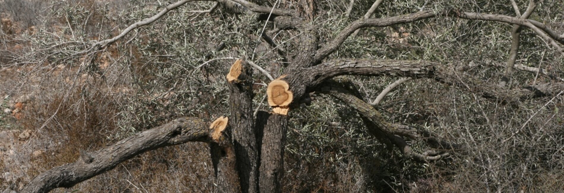 أشجار مقتلعة في سياق بناء الجدار في منطقة بيت لحم.صورة بواسطة مكتب تنسيق الشؤون الإنسانية