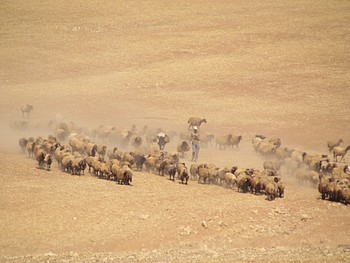 Palestinian man herding his livestock outside of Khirbet ar Ras al Ahmar, Jordan Valley (3 October 2019). © Photo by OCHA