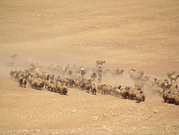 Palestinian man herding his livestock outside of Khirbet ar Ras al Ahmar, Jordan Valley (3 October 2019). © Photo by OCHA Palestinian man herding his livestock outside of Khirbet ar Ras al Ahmar, Jordan Valley (3 October 2019). © Photo by OCHA