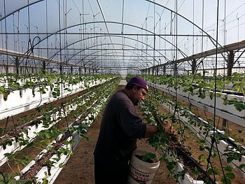 איכר מטפל בתותים שהוא מגדל בהדליה בבית לאהיה, רצועת עזה / © ארגון המזון והחקלאות של האו״ם, מסעוד קשתא איכר מטפל בתותים שהוא מגדל בהדליה בבית לאהיה, רצועת עזה / © ארגון המזון והחקלאות של האו״ם, מסעוד קשתא