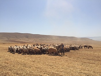 Residents of Humsa al Baqi’a herding their livestock next to the community. Photo by OCHA Residents of Humsa al Baqi’a herding their livestock next to the community. Photo by OCHA