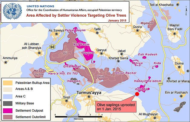 Map: Area affected by settler violence targeting olive trees, January 2015