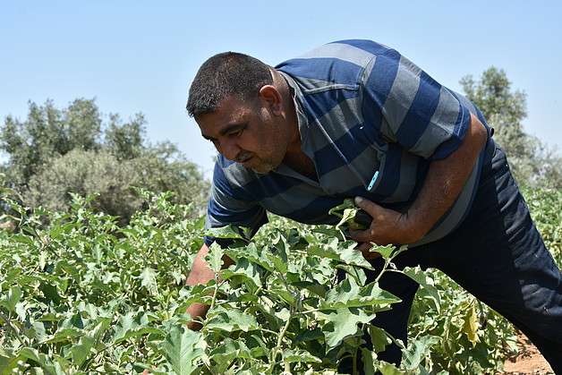 Ahmed Badawi harvesting eggplants, May 2019. Photo by UAWC Ahmed Badawi harvesting eggplants, May 2019. Photo by UAWC
