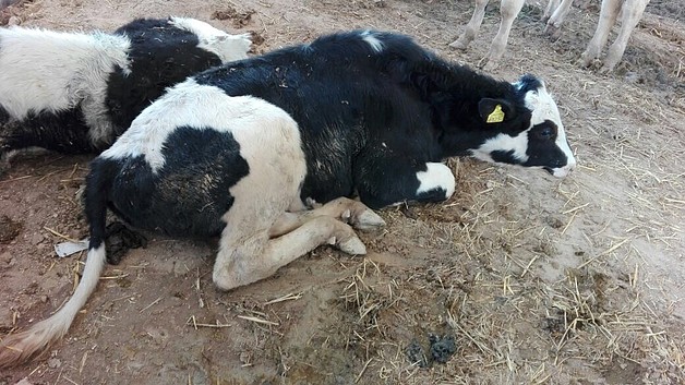 Infected cows in Gaza debilitated by FMD, March 2017 © Photo by FAO.