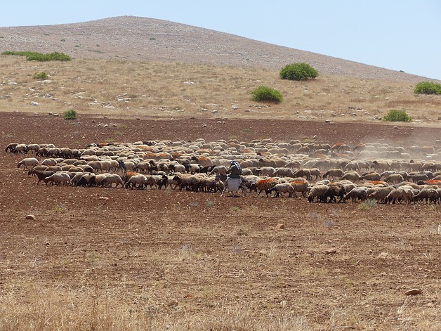 רועה פלסטיני מאזור אל־בקעייה, בקעת הירדן, מאי 2017. תצלום: משרד האו״ם לתיאום עניינים הומניטריים