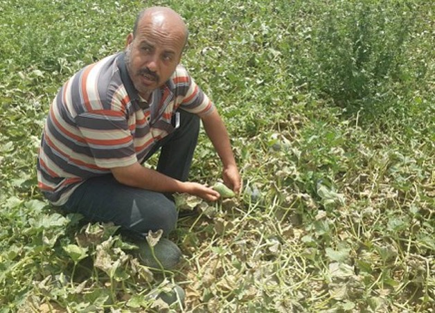 طارق العمور يظهر منتوجاته الزراعية المتدنية الجودة. آب/أغسطس. صورة التقتت من قبل قطاع الأمن الغذائي.