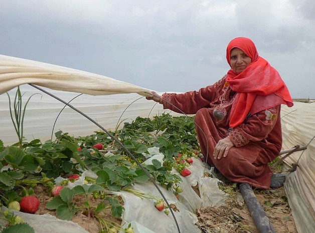 Strawberry crops, northern Gaza, February 2016. Photo by WHO