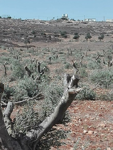 Cut down and vandalism of 120 olive trees in Al Mughayyir village (Ramallah) by Israeli settlers from Adi Ad settlement. 14 October. Photo taken by a community member. © Photo by OCHA