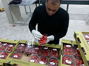 Gaza strawberry production, a vital export. © Photo Credit: FAO