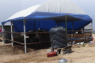 פרות חדשות באזור ג׳והר א־דיכ (רצועת עזה) במקום חיות המשק שנהרגו במעשי האיבה בקיץ © משרד האו״ם לתיאום עניינים הומניטריים