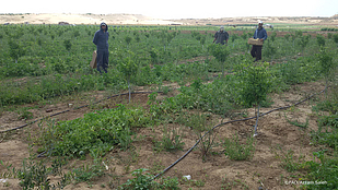 חקלאים מאום א־נאסר קוטפים יבולים בשטחים המשוקמים / © ארגון המזון והחקלאות של האו״ם / עזאם סאלח