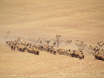 Palestinian man herding his livestock outside of Khirbet ar Ras al Ahmar, Jordan Valley (3 October 2019).  ©  Photo by OCHA