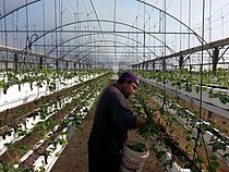 A farmer tends his hanging strawberries in Beit Lahiya, Gaza Strip. © FAO/Masoud Keshta.