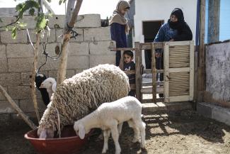 Asbita and Wedad checking on their sheep which are the base of their business. © Photo by OCHA