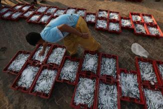 Palestinian fishers hold their fish as they arrive to the fish market in Gaza City, 20 June, 2019. ©  Photo by FAO/Alaa Bardeneh