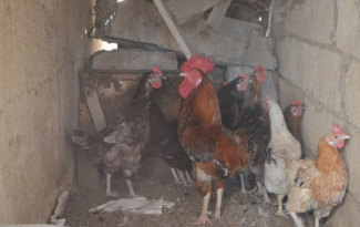 Chickens on a poultry farm in the Gaza Strip. Photo by FAO