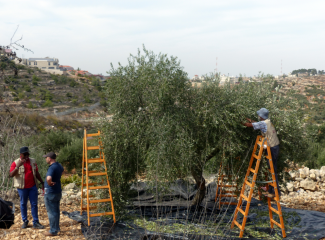 Farmer harversting olive in Biddu. Jerusalem. Photo by OCHA