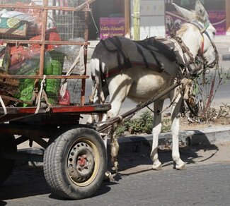 Municipal worker using donkey cart for rubbish collection in Gaza, October 2016.