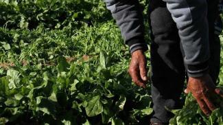 Nasser Sammour with his affected spinach, January 2017. © Photo FSS focal points in Qarara