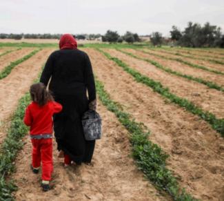 Woman in her peas field on her land in Shokat as Sufi, Gaza Strip. Photo by Wissam Sameer Mahmoud Nassar for ACTED oPt, September 2017