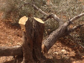 More than 60 trees were cut down by settlers of Tappuah in Yassuf village, Salft Governorate. September 2014. Photo by OCHA
