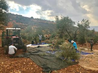 Palestinian farmers picking ollives in land near Alon Moreh settlement requiring access coordination, Azmut village, October 31, 2017. © Photo by OCHA