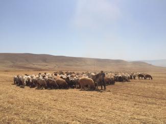 Residents of Humsa al Baqi’a herding their livestock next to the community. Photo by OCHA