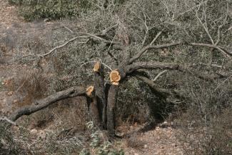 أشجار مقتلعة في سياق بناء الجدار في منطقة بيت لحم.صورة بواسطة مكتب تنسيق الشؤون الإنسانية