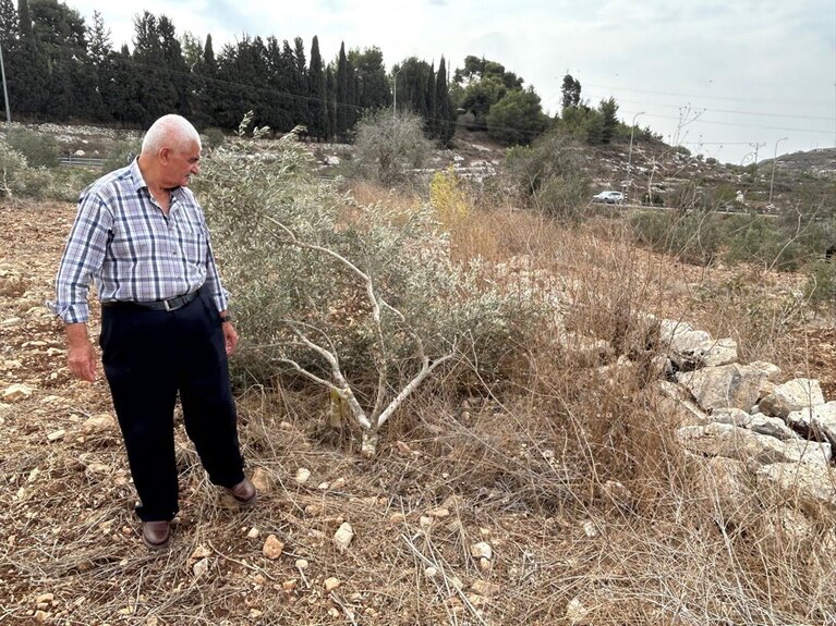 חקלאי פלסטיני ליד עץ זית שנכרת על ידי מתנחלים בג'ינסאפוט, בצפון הגדה המערבית. צילום: משרד האו"ם לתיאום עניינים הומניטריים