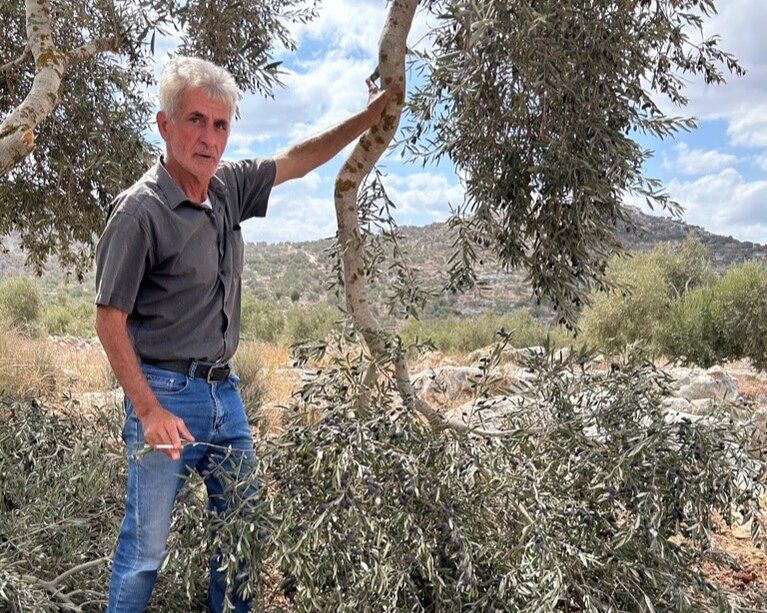 A Palestinian from Kafr Qaddum standing in his grove, which was vandalized by Israeli settlers. "The olives were ready, the groves abundant, now they're gone," he said. Photo By OCHA