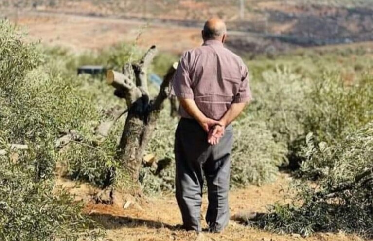 A Palestinian farmer standing amid olive trees that were cut off by settlers as the harvest season began, Qusra village (Nablus). Photo courtesy of the community