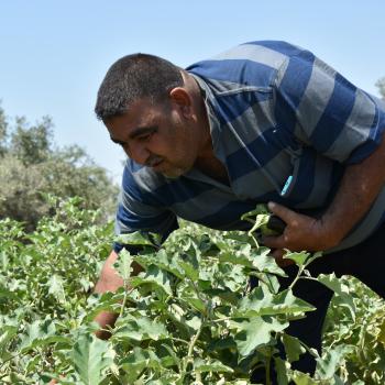 Ahmed Badawi harvesting eggplants, May 2019. Photo by UAWC