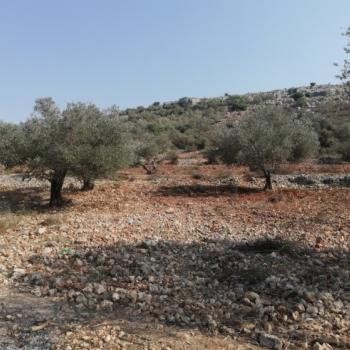 Mustafa’s land After the rehabilitation