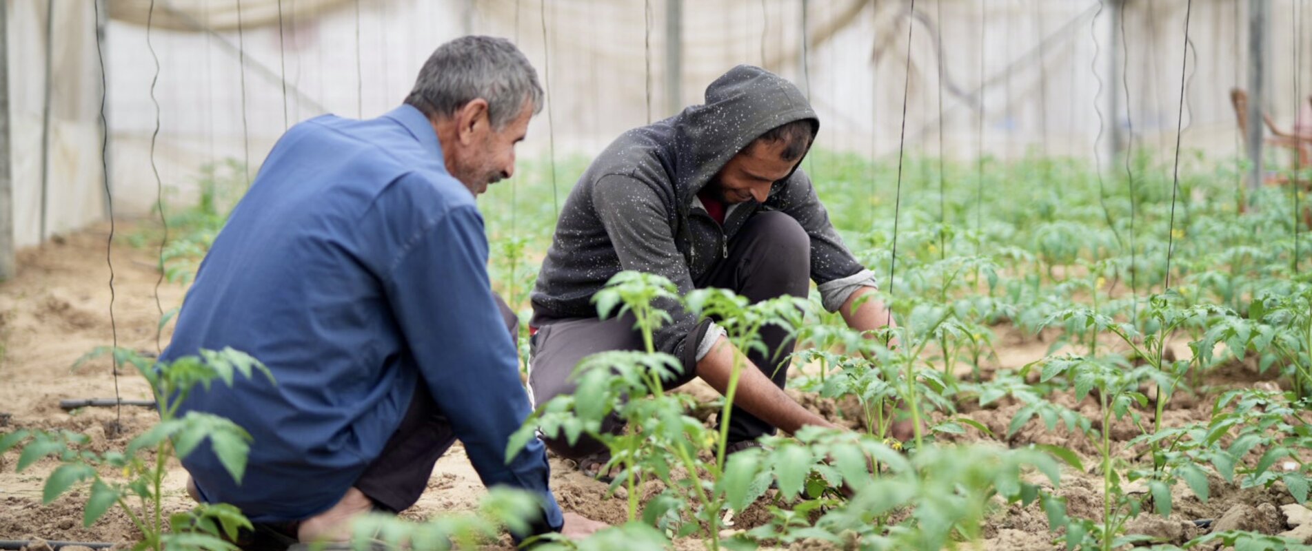Kareem working in his greenhouse in Az Zawaida, central Gaza Strip on 30 November 2025. Photo by PUI 